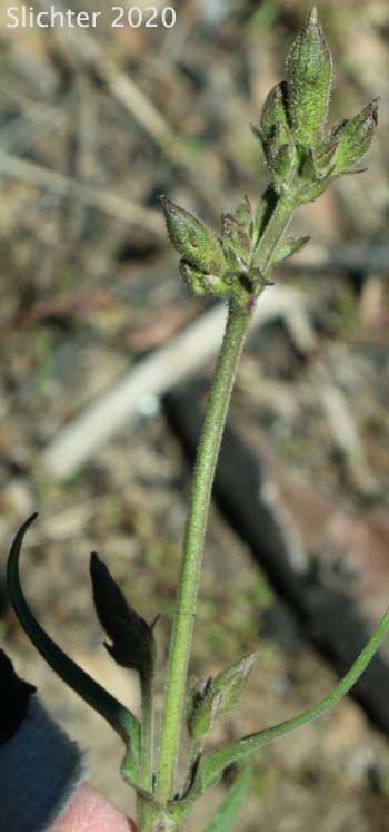 Scouler's Catchfly: Silene scouleri ssp. scouleri (Synonyms: Silene grandis, Silene pacifica, Silene scoueri ssp. grandis, Silene scouleri var. pacifica, Silene scouleri var. scouleri)