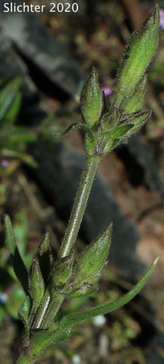 Scouler's Catchfly: Silene scouleri ssp. scouleri (Synonyms: Silene grandis, Silene pacifica, Silene scoueri ssp. grandis, Silene scouleri var. pacifica, Silene scouleri var. scouleri)