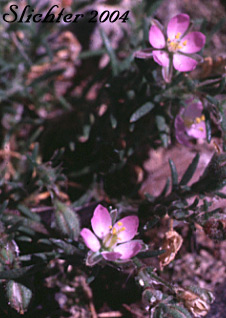 Red Sand-spurrey, Sand Spurry: Spergularia rubra (Synonym: Arenaria rubra) 