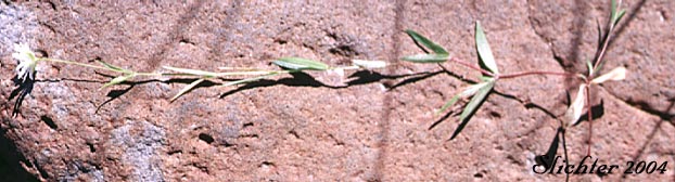 Long-stalk Starwort: Stellaria longipes ssp. longipes (Synonyms: Stellaria longipes var. altocaulis, Stellaria longipes var. laeta, Stellaria longipes var. longipes)
