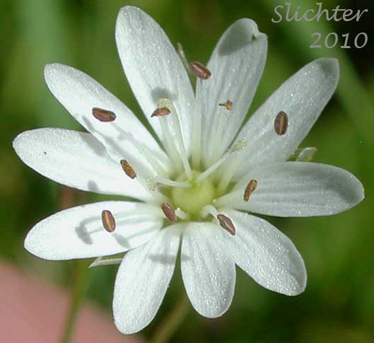 Close-up view of the flower of Long-stalk Starwort: Stellaria longipes ssp. longipes (Synonyms: Stellaria longipes var. altocaulis, Stellaria longipes var. laeta, Stellaria longipes var. longipes)