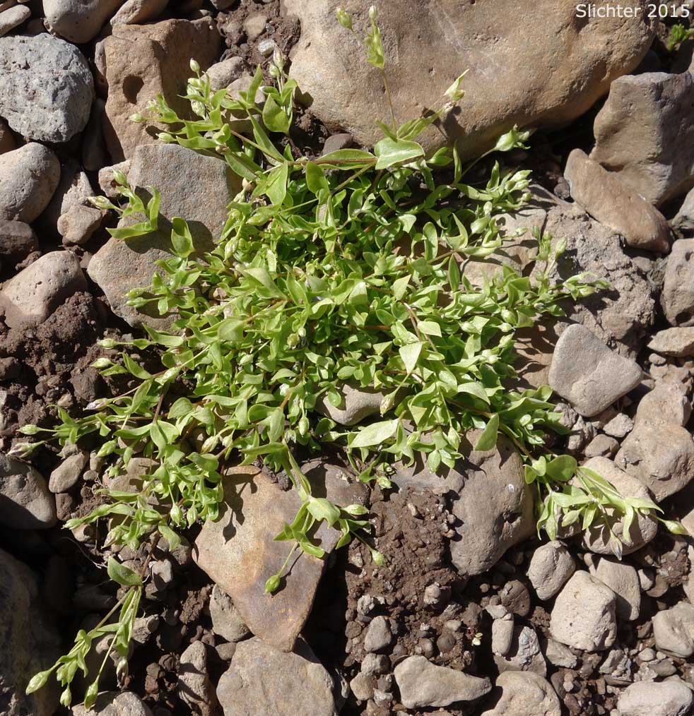 Umbellate Chickweed, Umbellate Starwort, Umbrella Starwort: Stellaria umbellata (Synonyms: Alsine baicalensis, Stellaria gonomischa, Stellaria weberi)