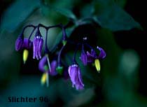 Bittersweet Nightshade, Climbing Nightshade, Felonwort: Solanum dulcamara (Synonym: Solanum dulcamara var. dulcamara)