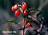 Fruits of Bittersweet Nightshade, Climbing Nightshade, Felonwort: Solanum dulcamara (Synonym: Solanum dulcamara var. dulcamara)