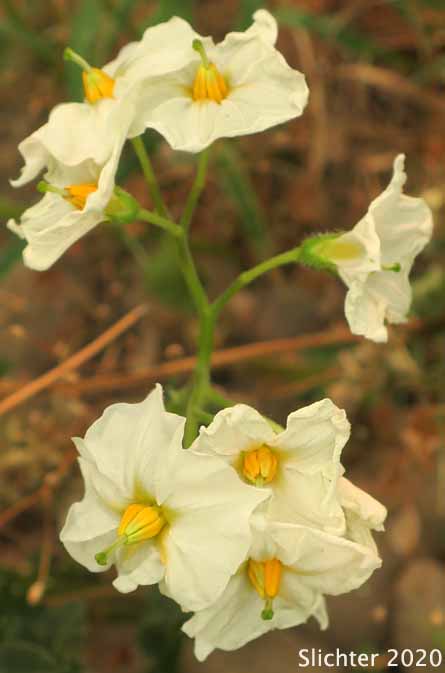Common Potato, Irish Potato, Potato: Solanum tuberosum