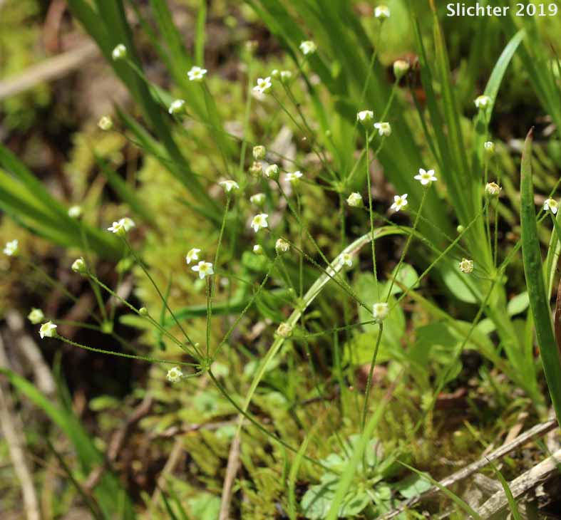 Slender-stemmed Fairy Candelabra, Slender Rock Jasmine: Androsace filiformis