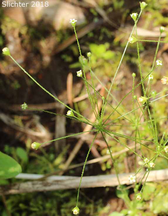 Slender-stemmed Fairy Candelabra, Slender Rock Jasmine: Androsace filiformis