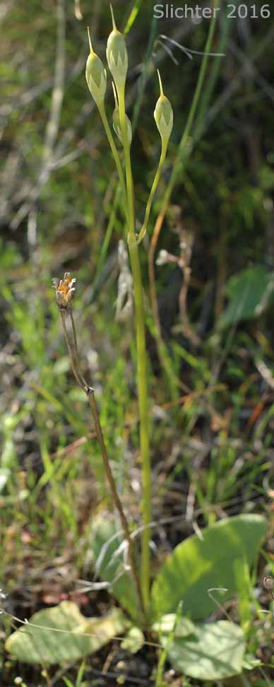 Cusick's Shooting Star, Sticky Shooting Star: Dodecatheon cusickii (Synonyms: Dodecatheon cusickii var. cusickii, Dodecatheon pauciflorum var. cusickii, Dodecatheon pulchellum ssp. cusickii, Dodecatheon pulchellum var. cusickii)