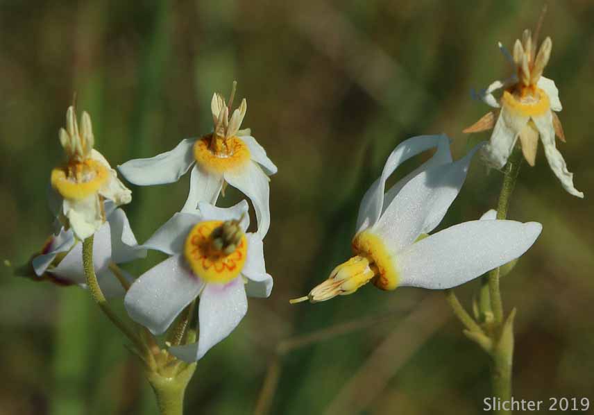 Cusick's Shooting Star, Sticky Shooting Star: Dodecatheon cusickii (Synonyms: Dodecatheon cusickii var. cusickii, Dodecatheon pauciflorum var. cusickii, Dodecatheon pulchellum ssp. cusickii, Dodecatheon pulchellum var. cusickii)