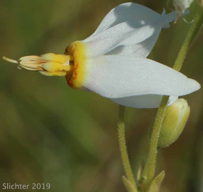 Cusick's Shooting Star, Sticky Shooting Star: Dodecatheon cusickii (Synonyms: Dodecatheon cusickii var. cusickii, Dodecatheon pauciflorum var. cusickii, Dodecatheon pulchellum ssp. cusickii, Dodecatheon pulchellum var. cusickii)