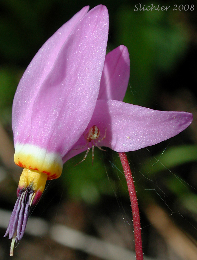 Cusick's Shooting Star, Sticky Shooting Star: Dodecatheon cusickii (Synonyms: Dodecatheon cusickii var. cusickii, Dodecatheon pauciflorum var. cusickii, Dodecatheon pulchellum ssp. cusickii, Dodecatheon pulchellum var. cusickii)
