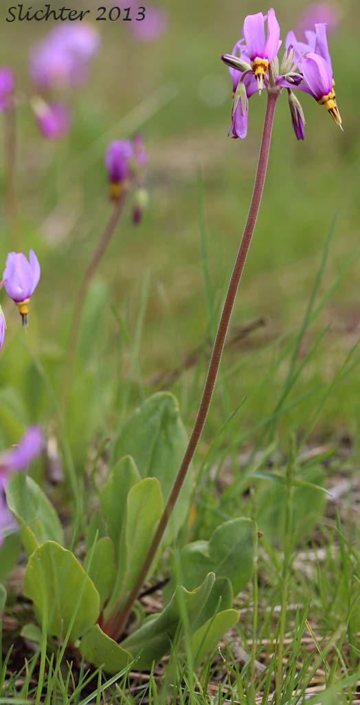 Cusick's Shooting Star, Sticky Shooting Star: Dodecatheon cusickii (Synonyms: Dodecatheon cusickii var. cusickii, Dodecatheon pauciflorum var. cusickii, Dodecatheon pulchellum ssp. cusickii, Dodecatheon pulchellum var. cusickii)