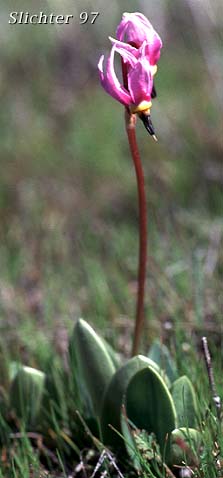 Cusick's Shooting Star, Sticky Shooting Star: Dodecatheon cusickii (Synonyms: Dodecatheon cusickii var. cusickii, Dodecatheon pauciflorum var. cusickii, Dodecatheon pulchellum ssp. cusickii, Dodecatheon pulchellum var. cusickii)
