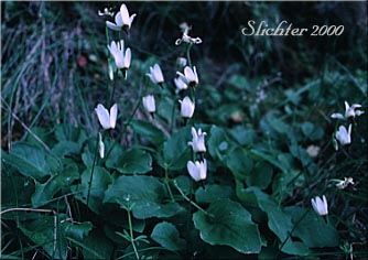 White Shooting Star, Dentate Shooting Star: Dodecatheon dentatum ssp. dentatum