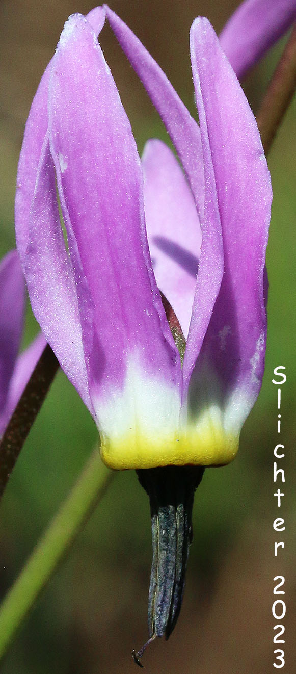 Sierra Shooting Star, Tall Mt. Shooting Star, Jeffrey's Shooting Star: Dodecatheon jeffreyi (Synonyms: Dodecatheon jeffreyi ssp. jeffreyi, Dodecathoen jeffreyi ssp. pygmaeum, Dodecatheon jeffreyi var. redolens, Dodecatheon jeffreyi var. viviparum, Primula jeffreyi)