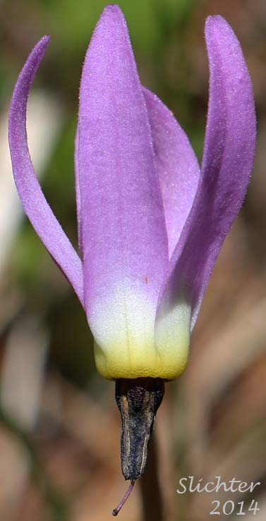 Flower of Sierra Shooting Star, Tall Mt. Shooting Star, Jeffrey's Shooting Star: Dodecatheon jeffreyi (Synonyms: Dodecatheon jeffreyi ssp. jeffreyi, Dodecathoen jeffreyi ssp. pygmaeum, Dodecatheon jeffreyi var. redolens, Dodecatheon jeffreyi var. viviparum, Primula jeffreyi)