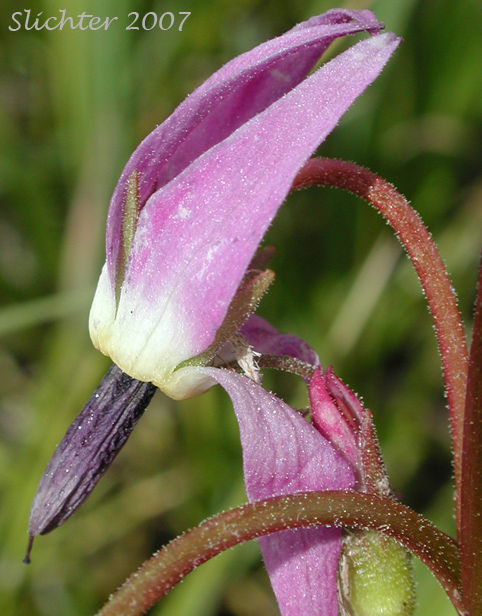 Flower of Sierra Shooting Star, Tall Mt. Shooting Star, Jeffrey's Shooting Star: Dodecatheon jeffreyi (Synonyms: Dodecatheon jeffreyi ssp. jeffreyi, Dodecathoen jeffreyi ssp. pygmaeum, Dodecatheon jeffreyi var. redolens, Dodecatheon jeffreyi var. viviparum, Primula jeffreyi)