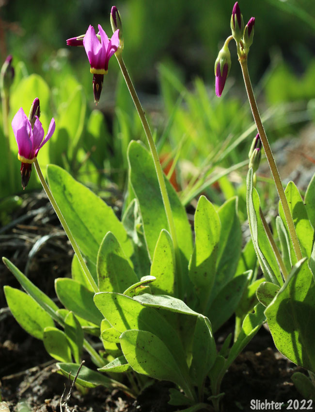 Narcissus Shooting Star, Poet's Shootingstar, Poet's Shooting Star: Dodecatheon poeticum (Synonym: Primula poetica)