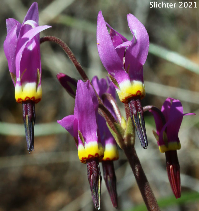 Inflorescence of Narcissus Shooting Star, Poet's Shootingstar, Poet's Shooting Star: Dodecatheon poeticum (Synonym: Primula poetica)