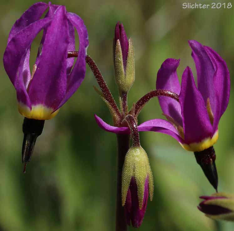 Narcissus Shooting Star, Poet's Shootingstar, Poet's Shooting Star: Dodecatheon poeticum (Synonym: Primula poetica)