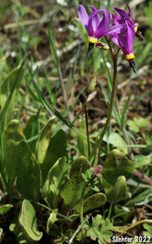 Narcissus Shooting Star, Poet's Shootingstar, Poet's Shooting Star: Dodecatheon poeticum (Synonym: Primula poetica)
