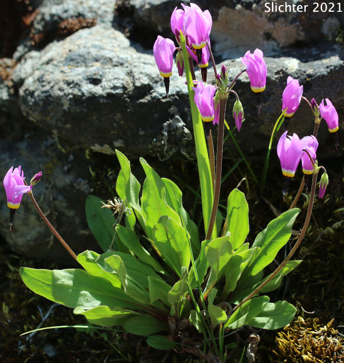 Narcissus Shooting Star, Poet's Shootingstar, Poet's Shooting Star: Dodecatheon poeticum (Synonym: Primula poetica)