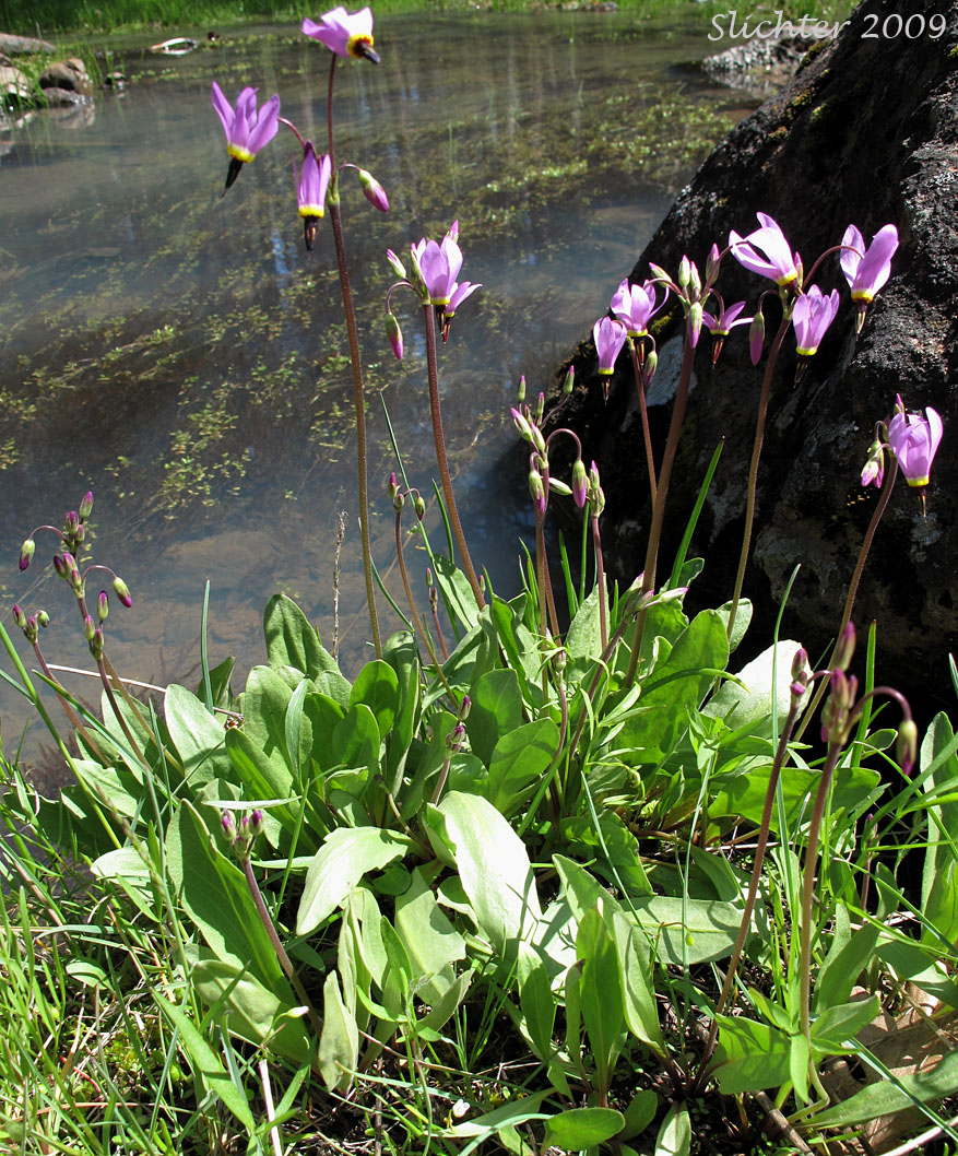 Narcissus Shooting Star, Poet's Shootingstar, Poet's Shooting Star: Dodecatheon poeticum (Synonym: Primula poetica)
