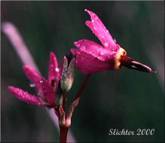 Flowers of Synonyms: Dodecatheon pauciflorum var. monanthum, Dodecatheon pulchellum ssp. monanthum, Dodecatheon pulchellum var. monanthum, Dodecatheon radicatum ssp. monanthum, Primula pauciflora var. monantha