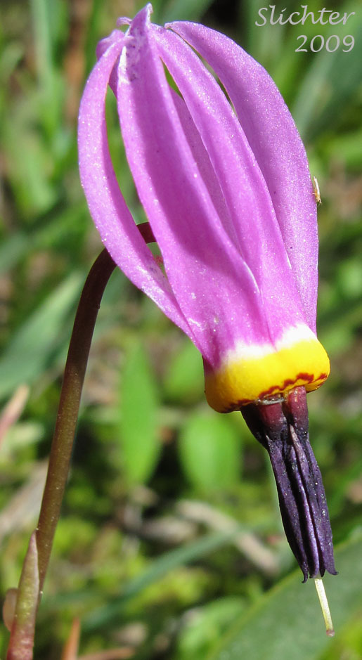 Flower of Synonyms: Dodecatheon pauciflorum var. monanthum, Dodecatheon pulchellum ssp. monanthum, Dodecatheon pulchellum var. monanthum, Dodecatheon radicatum ssp. monanthum, Primula pauciflora var. monantha)