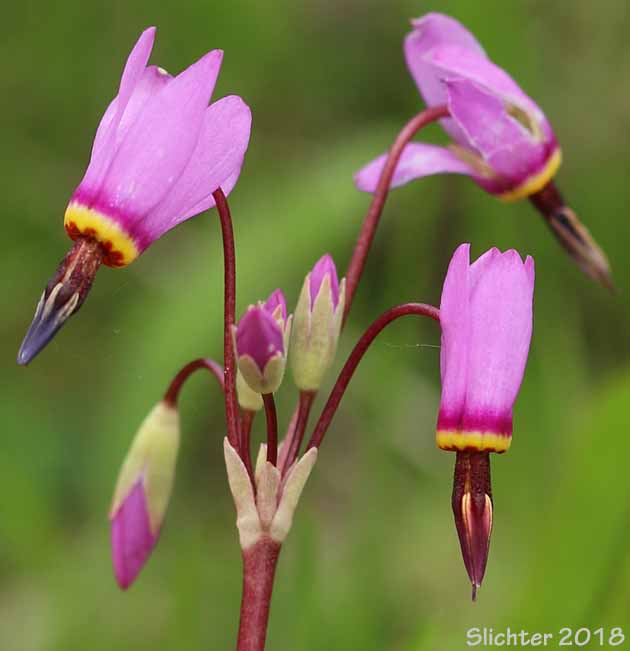 Dark-throat Shooting Star, Dark-throated Shooting Star, Few-flowered Shooting Star, Greene's Shooting Star, Pretty Shooting Star: Dodecatheon pulchellum var. monanthum (Synonyms: Dodecatheon pauciflorum var. monanthum, Dodecatheon pulchellum ssp. monanthum, Dodecatheon pulchellum var. monanthum, Dodecatheon radicatum ssp. monanthum, Primula pauciflora var. monantha)