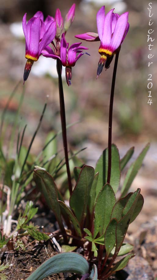 Few-flowered Shooting Star, Dark-throat Shooting Star, Pretty Shootingstar, Pretty Shooting Star: Dodecatheon pulchellum var. pulchellum (Synonyms: Dodecatheon pauciflorum, Dodecatheon pauciflorum var. watsonii, Dodecatheon pulchellum ssp. macrocarpum, Dodecatheon pulchellum ssp. pauciflorum, Dodecatheon pulchellum ssp. pulchellum, Dodecatheon pulchellum ssp. watsonii, Dodecatheon pulchellum var. watsonii, Dodecatheon radicatum, Dodecatheon radicatum ssp. watsonii, Primula pauciflora)