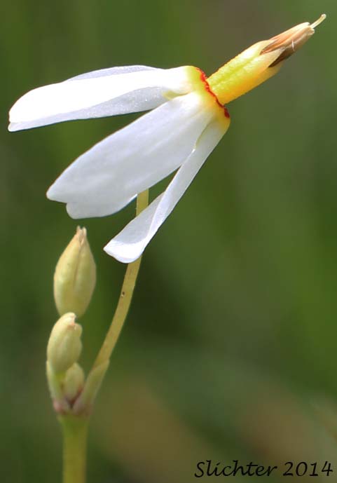 Few-flowered Shooting Star, Dark-throat Shooting Star, Pretty Shootingstar, Pretty Shooting Star: Dodecatheon pulchellum var. pulchellum (Synonyms: Dodecatheon pauciflorum, Dodecatheon pauciflorum var. watsonii, Dodecatheon pulchellum ssp. macrocarpum, Dodecatheon pulchellum ssp. pauciflorum, Dodecatheon pulchellum ssp. pulchellum, Dodecatheon pulchellum ssp. watsonii, Dodecatheon pulchellum var. watsonii, Dodecatheon radicatum, Dodecatheon radicatum ssp. watsonii, Primula pauciflora)