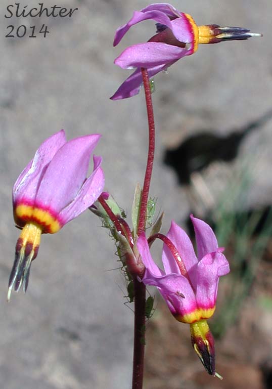 Few-flowered Shooting Star, Dark-throat Shooting Star, Pretty Shootingstar, Pretty Shooting Star: Dodecatheon pulchellum var. pulchellum (Synonyms: Dodecatheon pauciflorum, Dodecatheon pauciflorum var. watsonii, Dodecatheon pulchellum ssp. macrocarpum, Dodecatheon pulchellum ssp. pauciflorum, Dodecatheon pulchellum ssp. pulchellum, Dodecatheon pulchellum ssp. watsonii, Dodecatheon pulchellum var. watsonii, Dodecatheon radicatum, Dodecatheon radicatum ssp. watsonii, Primula pauciflora)