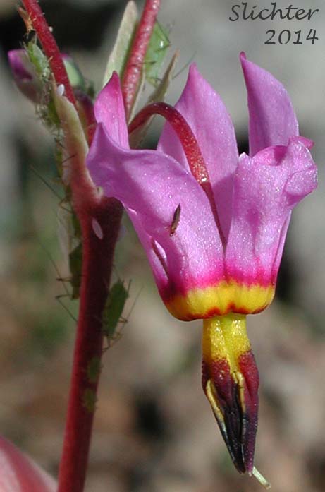 Flower of Few-flowered Shooting Star, Dark-throat Shooting Star, Pretty Shootingstar, Pretty Shooting Star: Dodecatheon pulchellum var. pulchellum (Synonyms: Dodecatheon pauciflorum, Dodecatheon pauciflorum var. watsonii, Dodecatheon pulchellum ssp. macrocarpum, Dodecatheon pulchellum ssp. pauciflorum, Dodecatheon pulchellum ssp. pulchellum, Dodecatheon pulchellum ssp. watsonii, Dodecatheon pulchellum var. watsonii, Dodecatheon radicatum, Dodecatheon radicatum ssp. watsonii, Primula pauciflora)
