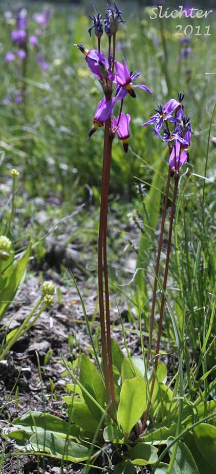 Cusick's Shooting Star, Sticky Shooting Star: Dodecatheon cusickii (Synonyms: Dodecatheon cusickii var. cusickii, Dodecatheon pauciflorum var. cusickii, Dodecatheon pulchellum ssp. cusickii, Dodecatheon pulchellum var. cusickii)