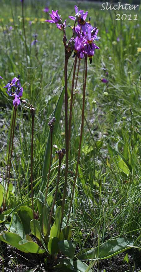 Cusick's Shooting Star, Sticky Shooting Star: Dodecatheon cusickii (Synonyms: Dodecatheon cusickii var. cusickii, Dodecatheon pauciflorum var. cusickii, Dodecatheon pulchellum ssp. cusickii, Dodecatheon pulchellum var. cusickii)