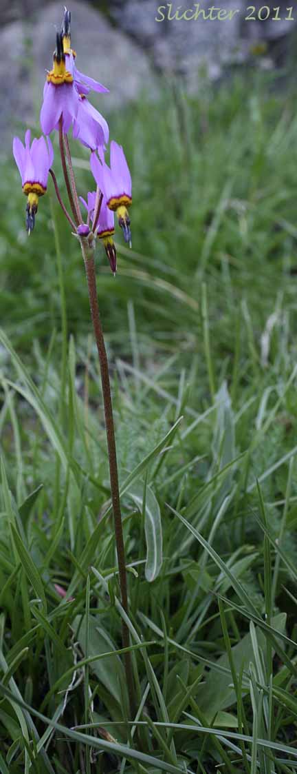 Few-flowered Shooting Star, Dark-throat Shooting Star, Pretty Shootingstar, Pretty Shooting Star: Dodecatheon pulchellum var. pulchellum (Synonyms: Dodecatheon pauciflorum, Dodecatheon pauciflorum var. watsonii, Dodecatheon pulchellum ssp. macrocarpum, Dodecatheon pulchellum ssp. pauciflorum, Dodecatheon pulchellum ssp. pulchellum, Dodecatheon pulchellum ssp. watsonii, Dodecatheon pulchellum var. watsonii, Dodecatheon radicatum, Dodecatheon radicatum ssp. watsonii, Primula pauciflora)