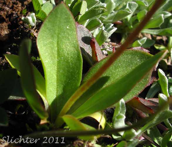Basal leaves of Few-flowered Shooting Star, Dark-throat Shooting Star, Pretty Shootingstar, Pretty Shooting Star: Dodecatheon pulchellum var. pulchellum (Synonyms: Dodecatheon pauciflorum, Dodecatheon pauciflorum var. watsonii, Dodecatheon pulchellum ssp. macrocarpum, Dodecatheon pulchellum ssp. pauciflorum, Dodecatheon pulchellum ssp. pulchellum, Dodecatheon pulchellum ssp. watsonii, Dodecatheon pulchellum var. watsonii, Dodecatheon radicatum, Dodecatheon radicatum ssp. watsonii, Primula pauciflora)