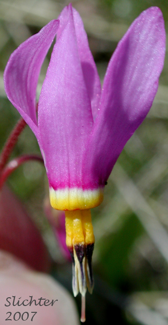 Flower of Few-flowered Shooting Star, Dark-throat Shooting Star, Pretty Shootingstar, Pretty Shooting Star: Dodecatheon pulchellum var. pulchellum (Synonyms: Dodecatheon pauciflorum, Dodecatheon pauciflorum var. watsonii, Dodecatheon pulchellum ssp. macrocarpum, Dodecatheon pulchellum ssp. pauciflorum, Dodecatheon pulchellum ssp. pulchellum, Dodecatheon pulchellum ssp. watsonii, Dodecatheon pulchellum var. watsonii, Dodecatheon radicatum, Dodecatheon radicatum ssp. watsonii, Primula pauciflora)