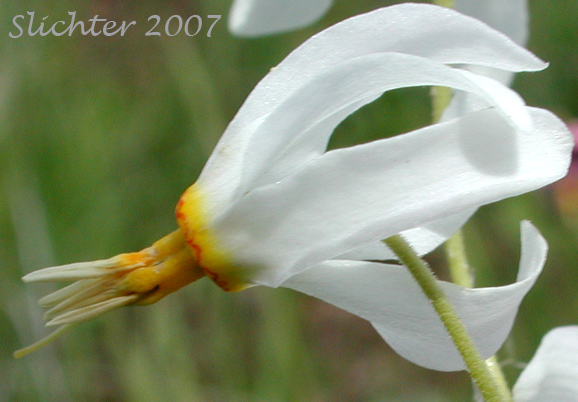 White-flowered form of Synonyms: Dodecatheon pauciflorum var. monanthum, Dodecatheon pulchellum ssp. monanthum, Dodecatheon pulchellum var. monanthum, Dodecatheon radicatum ssp. monanthum, Primula pauciflora var. monantha