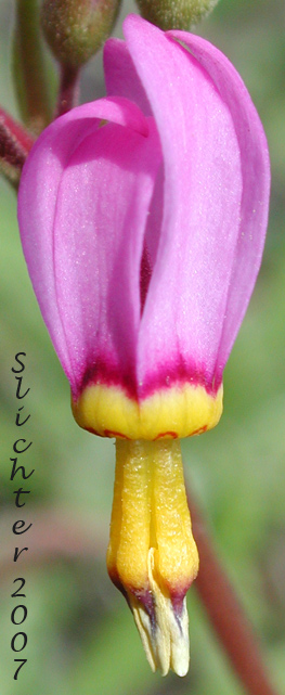 Flower of Few-flowered Shooting Star, Dark-throat Shooting Star, Pretty Shootingstar, Pretty Shooting Star: Dodecatheon pulchellum var. pulchellum (Synonyms: Dodecatheon pauciflorum, Dodecatheon pauciflorum var. watsonii, Dodecatheon pulchellum ssp. macrocarpum, Dodecatheon pulchellum ssp. pauciflorum, Dodecatheon pulchellum ssp. pulchellum, Dodecatheon pulchellum ssp. watsonii, Dodecatheon pulchellum var. watsonii, Dodecatheon radicatum, Dodecatheon radicatum ssp. watsonii, Primula pauciflora)