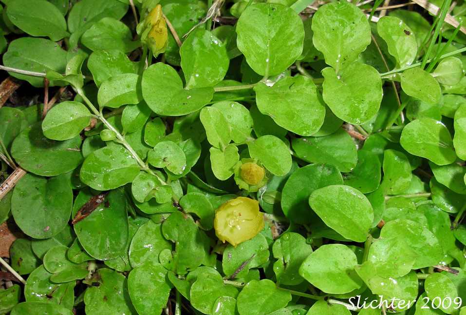Creeping-jenny, Moneywort: Lysimachia nummularia