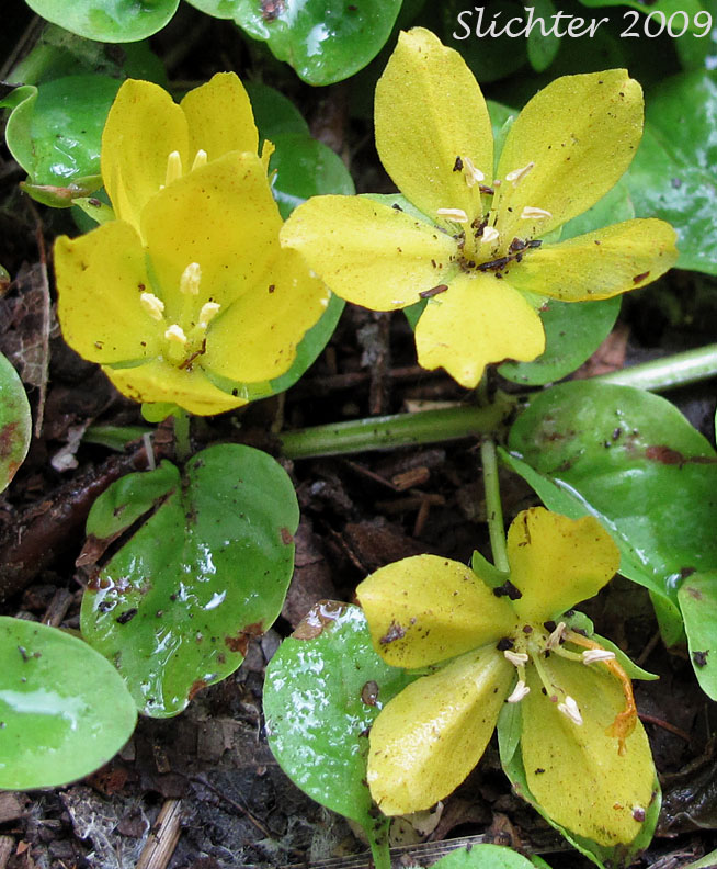 Creeping-jenny, Moneywort: Lysimachia nummularia