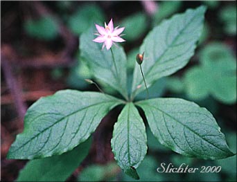 Broad-leaf Starflower, Pacific Starflower, Western Starflower: Lysimachia latifolia (Synonyms: Alsinanthemum europaeum, Alsinanthemum europaeum var. latifolium, Trientalis latifolia, Trientalis borealis, Trientalis borealis ssp. latifolia, Trientalis europaea var. latifolia)