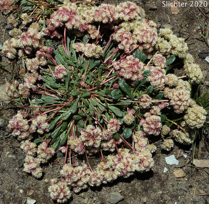 Pussypaws, Mt. Hood Pussypaws: Calyptridium umbellatum (Synonyms: Calyptridium umbellatum var. caudiciferum, Calyptridium umbellatum var. umbellatum, Cistanthe umbellata, Cistanthe umbellata var. caudicifera, Cistanthe umbellata var. umbellata, Cistanthe umbellatum, Spraguea umbellata, Spraguea umbellata var. caudicifera, Spraguea umbellata var. umbellata )