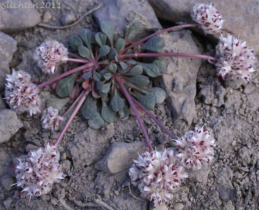 Pussypaws, Mt. Hood Pussypaws: Calyptridium umbellatum (Synonyms: Calyptridium umbellatum var. caudiciferum, Calyptridium umbellatum var. umbellatum, Cistanthe umbellata, Cistanthe umbellata var. caudicifera, Cistanthe umbellata var. umbellata, Cistanthe umbellatum, Spraguea umbellata, Spraguea umbellata var. caudicifera, Spraguea umbellata var. umbellata )