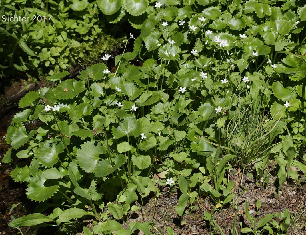 Broad-leaf Springbeauty, Broad-leaved Springbeauty, Broad-leaf Montia, Heart-leaf Springbeauty: Claytonia cordifolia (Synonyms: Claytonia sibirica var. cordifolia, Montia cordifolia)