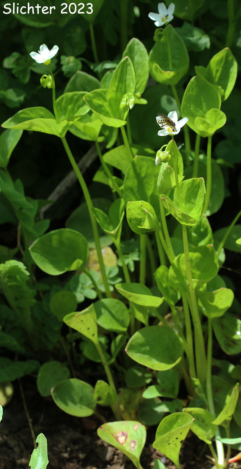 Broad-leaf Springbeauty, Broad-leaved Springbeauty, Broad-leaf Montia, Heart-leaf Springbeauty: Claytonia cordifolia (Synonyms: Claytonia sibirica var. cordifolia, Montia cordifolia)