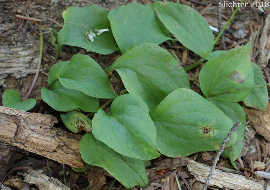 Leaves of Broad-leaf Springbeauty, Broad-leaved Springbeauty, Broad-leaf Montia, Heart-leaf Springbeauty: Claytonia cordifolia (Synonyms: Claytonia sibirica var. cordifolia, Montia cordifolia)