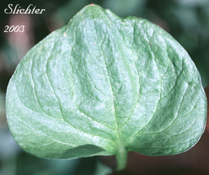 Leaf of Heart-leaf Springbeauty, Broad-leaf Spring-beauty, Broad-leaf Montia: Claytonia cordifolia (Synonyms: Claytonia sibirica var. cordifolia, Montia cordifolia)